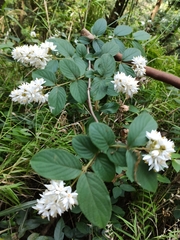 Deutzia cordatula