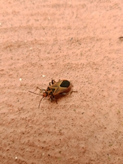 Graptostethus quadrisignatus