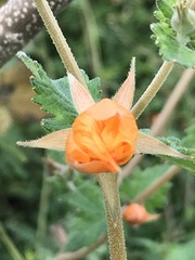 Mentzelia hispida