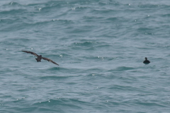 Hydrobates monorhis