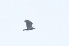 Pernis ptilorhynchus orientalis