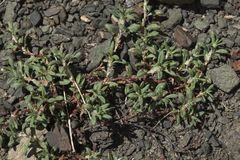 Polygonum biaristatum