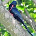 Southern Green Woodhoopoe - Photo (c) Peter Vos, some rights reserved (CC BY-NC), uploaded by Peter Vos