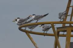 Thalasseus bengalensis