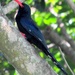 Green Woodhoopoe - Photo (c) Peter Vos, some rights reserved (CC BY-NC), uploaded by Peter Vos