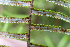 Gleichenia inclusisora