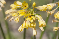 Calostemma luteum
