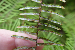 Gleichenia inclusisora