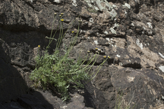 Richteria pyrethroides