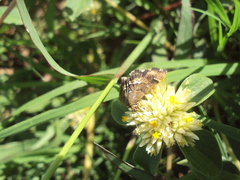 Hymenia