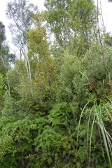 Gleichenia inclusisora