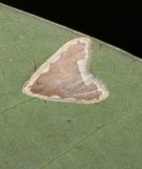 Diduga flavicostata