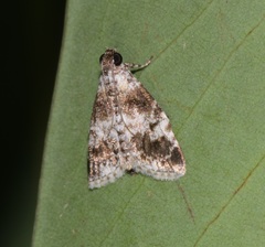Salma ridiculalis