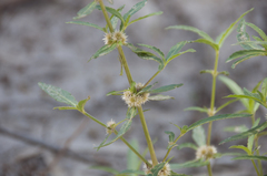 Xanthium spinosum