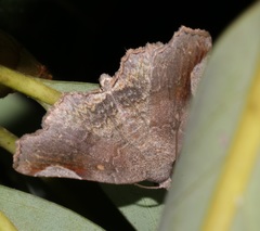 Pangrapta obscurata