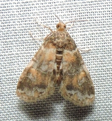 Elophila responsalis