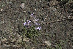 Parrya asperrima