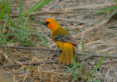 Icterus gularis