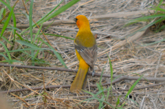 Icterus gularis