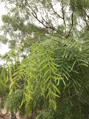 Prosopis glandulosa