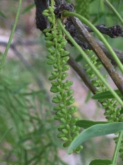 Prosopis glandulosa