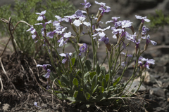 Parrya asperrima