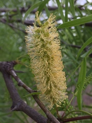 Prosopis glandulosa