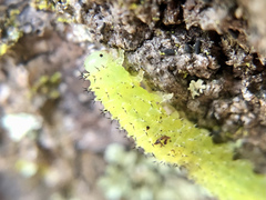 Periclista