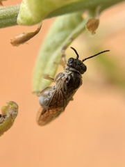 Periclista