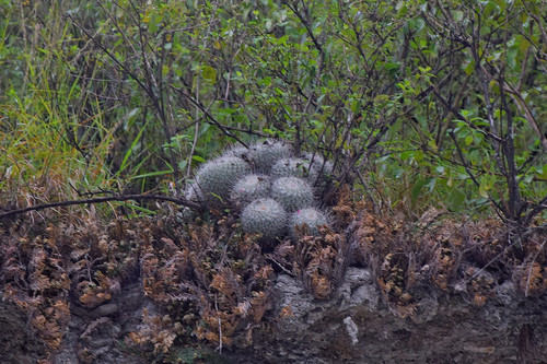 Mammillaria geminispina