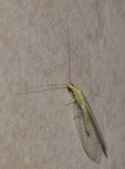 Chrysoperla