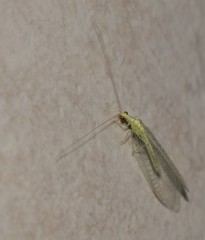 Chrysoperla