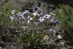 Parrya asperrima