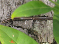 Panaspis wahlbergii