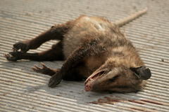 Didelphis virginiana