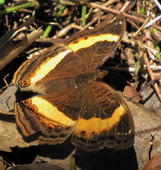 Junonia elgiva