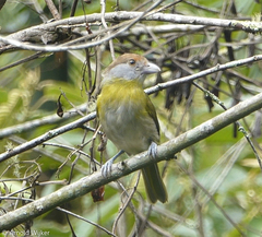 Cyclarhis gujanensis
