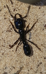 Plectroctena mandibularis