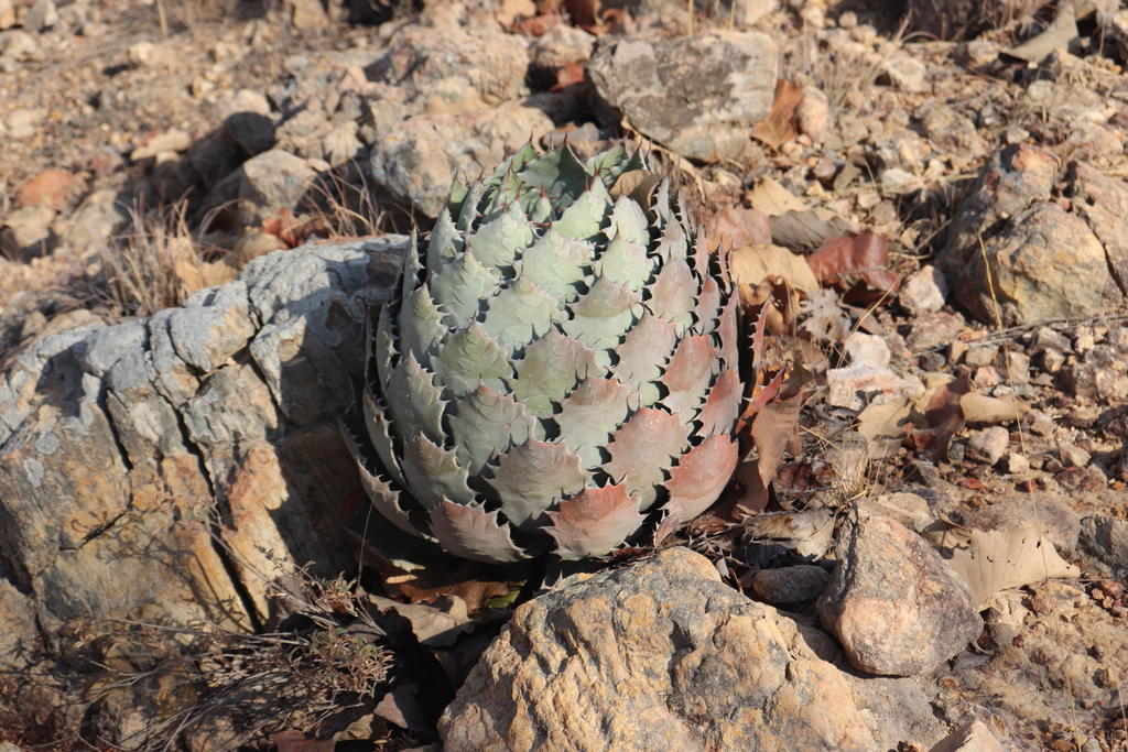 Agave guadalajarana, Jalisco, MX