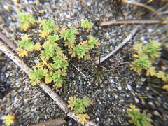 Alchemilla occidentalis