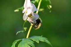 Bombus consobrinus