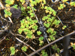 Alchemilla occidentalis