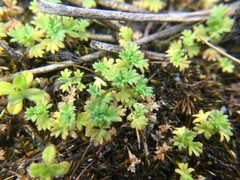 Alchemilla occidentalis