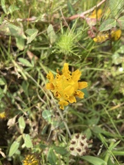 Trifolium jokerstii