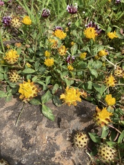 Trifolium jokerstii
