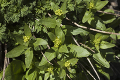 Eutrema integrifolium