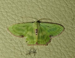 Metallochlora lineata