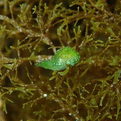 Berthelinia australis