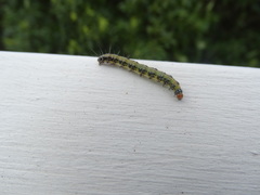 Uresiphita maorialis