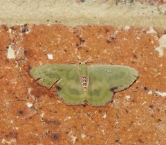 Metallochlora lineata